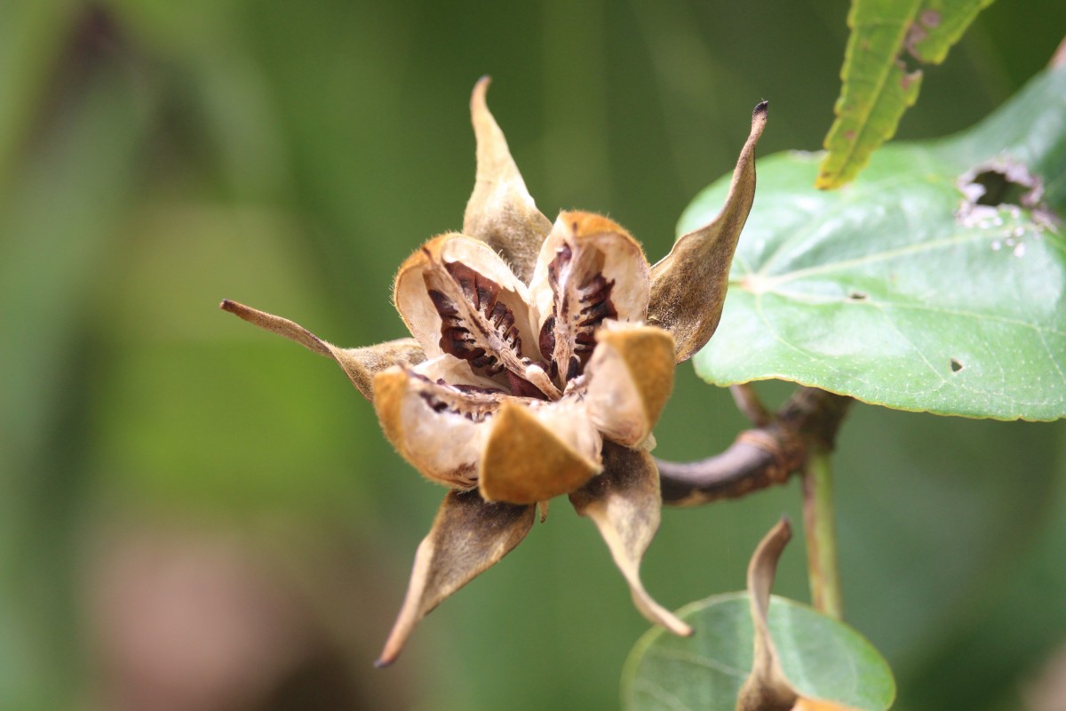 Hibiscus tiliaceus L.